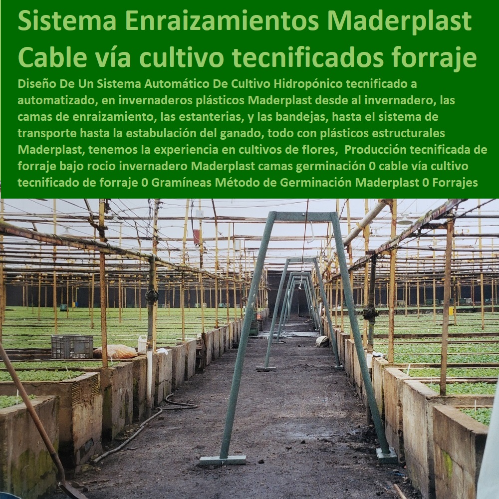 Sistemas de Pastoreo, Estabulación de Ganado, Pastoreo Intensivo, Establos, Corrales, Saladeros, Comederos, Cerramientos, Postes, Ganaderías Tecnificadas, Ganaderías Tecnificadas, Explotación Ganadera Automatizada, Producción tecnificada de forraje bajo rocio invernadero Maderplast camas germinación 0 cable vía cultivo tecnificado de forraje 0 Gramíneas Método de Germinación Maderplast 0 Forrajes de Corte Sistema Enraizamientos Maderplast 0 Producción tecnificada de forraje bajo rocio invernadero Maderplast camas germinación 0 cable vía cultivo tecnificado de forraje 0 Gramíneas Método de Germinación Maderplast 0 Forrajes de Corte Sistema Enraizamientos Maderplast 0